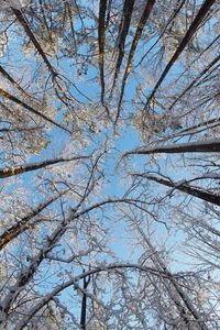 Preview wallpaper trees, branches, snow, winter, bottom view