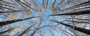 Preview wallpaper trees, branches, snow, winter, bottom view