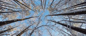 Preview wallpaper trees, branches, snow, winter, bottom view