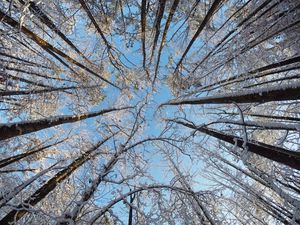Preview wallpaper trees, branches, snow, winter, bottom view