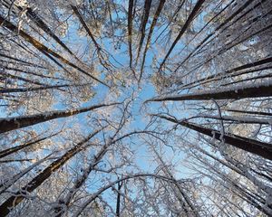 Preview wallpaper trees, branches, snow, winter, bottom view