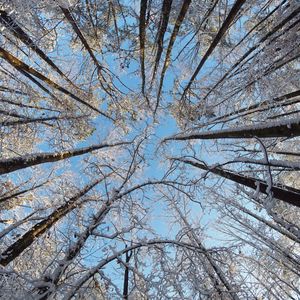 Preview wallpaper trees, branches, snow, winter, bottom view