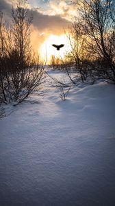 Preview wallpaper trees, branches, snow, bird, silhouette