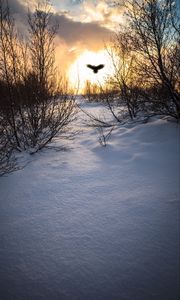 Preview wallpaper trees, branches, snow, bird, silhouette