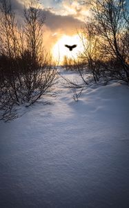 Preview wallpaper trees, branches, snow, bird, silhouette