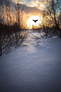 Preview wallpaper trees, branches, snow, bird, silhouette