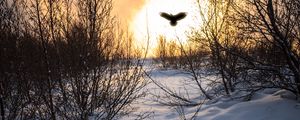 Preview wallpaper trees, branches, snow, bird, silhouette