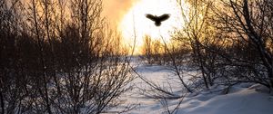 Preview wallpaper trees, branches, snow, bird, silhouette