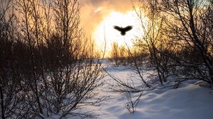 Preview wallpaper trees, branches, snow, bird, silhouette