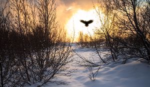 Preview wallpaper trees, branches, snow, bird, silhouette