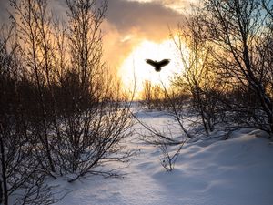 Preview wallpaper trees, branches, snow, bird, silhouette