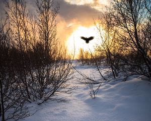 Preview wallpaper trees, branches, snow, bird, silhouette