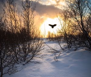 Preview wallpaper trees, branches, snow, bird, silhouette