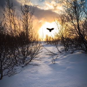 Preview wallpaper trees, branches, snow, bird, silhouette