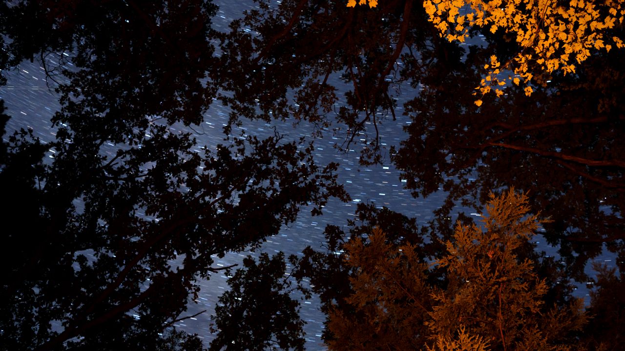 Wallpaper trees, branches, starry sky, stars, blur