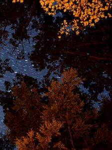 Preview wallpaper trees, branches, starry sky, stars, blur
