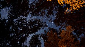 Preview wallpaper trees, branches, starry sky, stars, blur