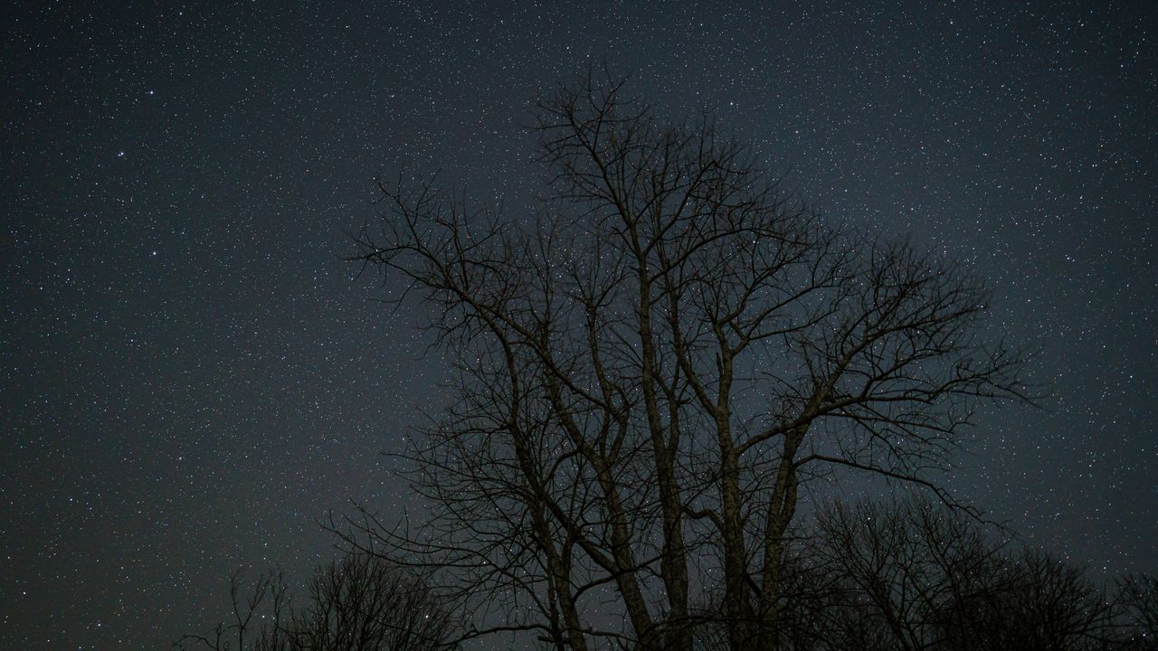 Wallpaper trees, branches, stars, night, dark