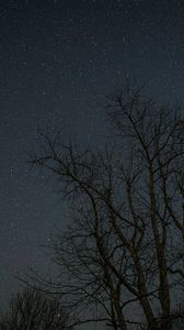 Preview wallpaper trees, branches, stars, night, dark