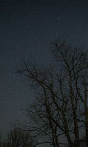 Preview wallpaper trees, branches, stars, night, dark