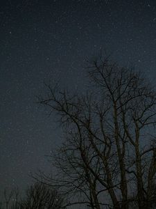Preview wallpaper trees, branches, stars, night, dark
