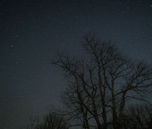 Preview wallpaper trees, branches, stars, night, dark
