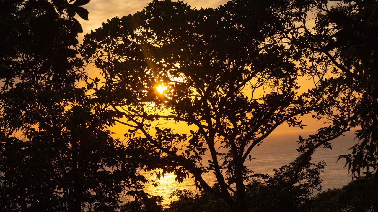 Wallpaper trees, branches, sun, light, sunset, dark