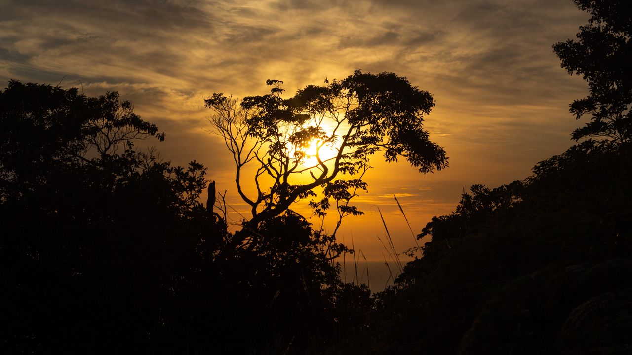 Wallpaper trees, branches, sun, sunset, light, dark