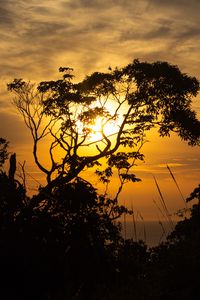 Preview wallpaper trees, branches, sun, sunset, light, dark