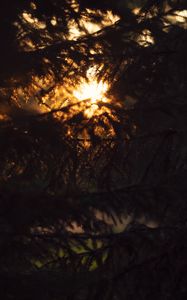 Preview wallpaper trees, branches, sunlight, dark