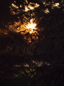 Preview wallpaper trees, branches, sunlight, dark