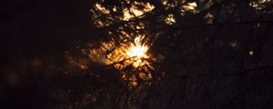 Preview wallpaper trees, branches, sunlight, dark