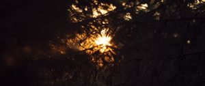 Preview wallpaper trees, branches, sunlight, dark