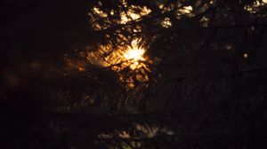 Preview wallpaper trees, branches, sunlight, dark