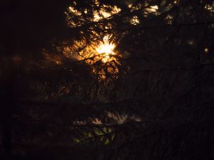 Preview wallpaper trees, branches, sunlight, dark