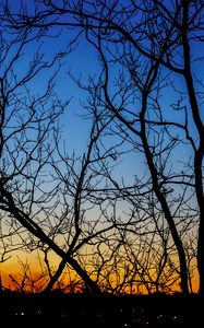 Preview wallpaper trees, branches, sunset, horizon, gradient