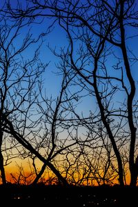 Preview wallpaper trees, branches, sunset, horizon, gradient