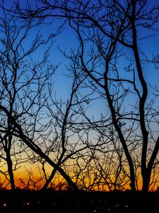 Preview wallpaper trees, branches, sunset, horizon, gradient