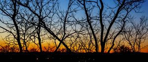 Preview wallpaper trees, branches, sunset, horizon, gradient