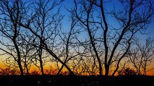 Preview wallpaper trees, branches, sunset, horizon, gradient