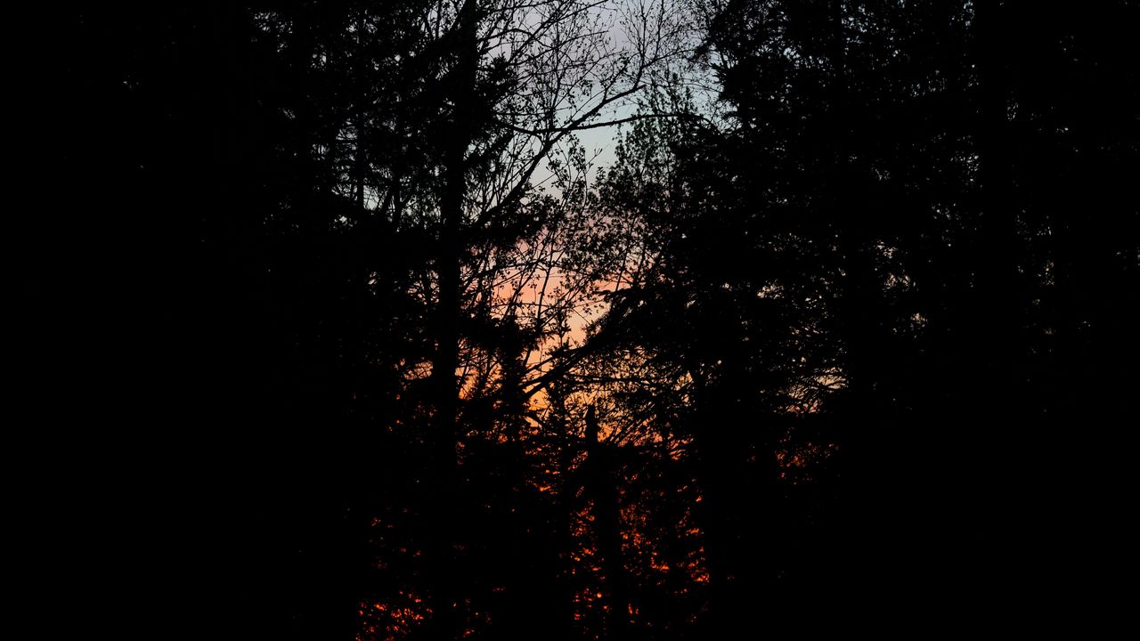 Wallpaper trees, branches, sunset, dark, forest