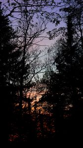 Preview wallpaper trees, branches, sunset, dark, forest