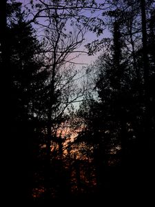 Preview wallpaper trees, branches, sunset, dark, forest