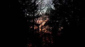 Preview wallpaper trees, branches, sunset, dark, forest