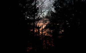 Preview wallpaper trees, branches, sunset, dark, forest