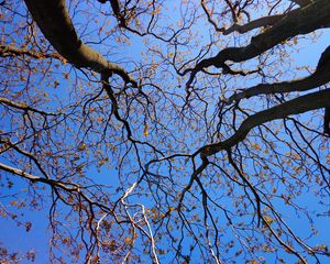 Preview wallpaper trees, branches, tops, sky