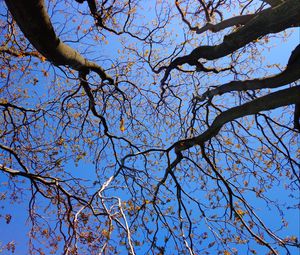 Preview wallpaper trees, branches, tops, sky