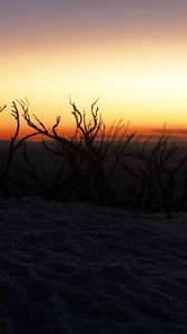 Preview wallpaper trees, branches, twilight, silhouettes, dark