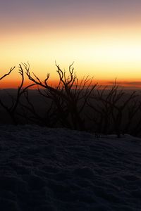 Preview wallpaper trees, branches, twilight, silhouettes, dark