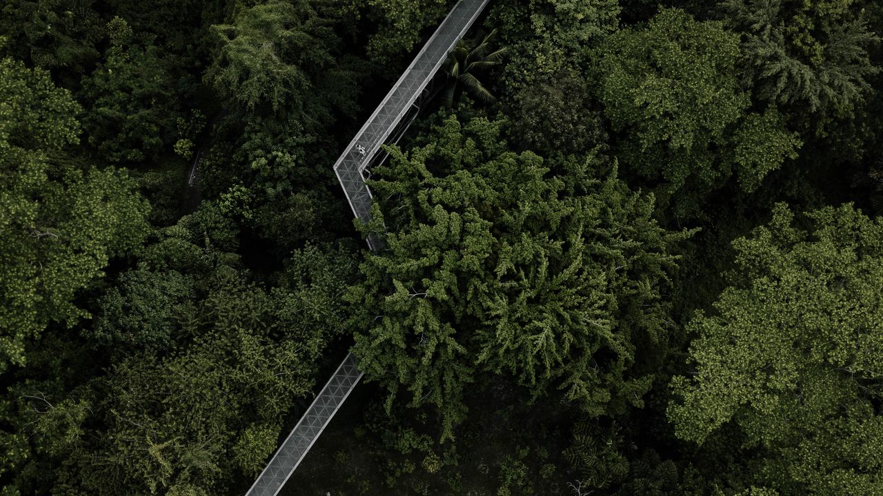 Wallpaper trees, bridge, aerial view, forest, green